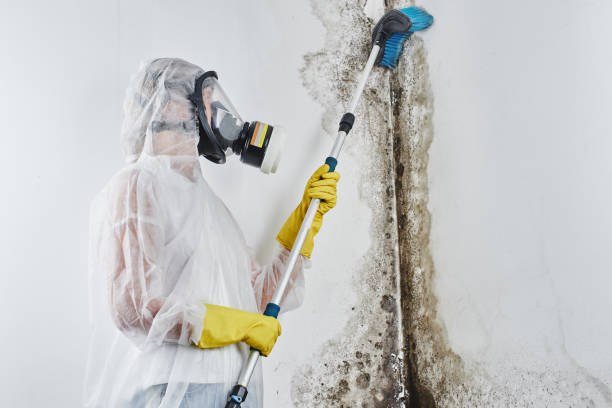 Best Environmental Consulting for Mold Prevention  in Mcdade, TX