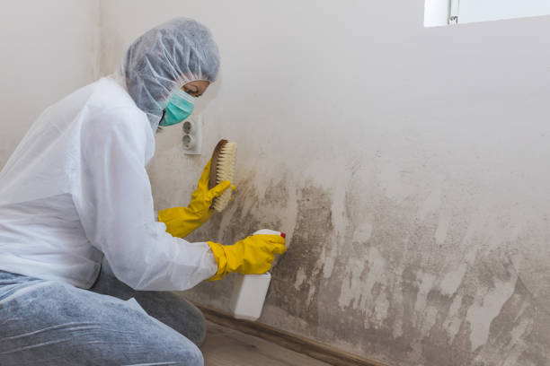 Best Industrial Mold Remediation  in Mcdade, TX